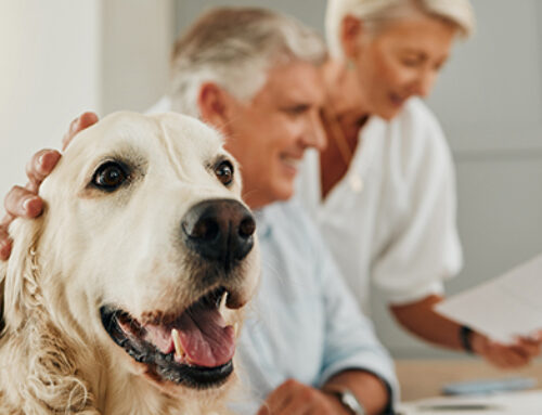 Estate Planning: Remember your Pets!